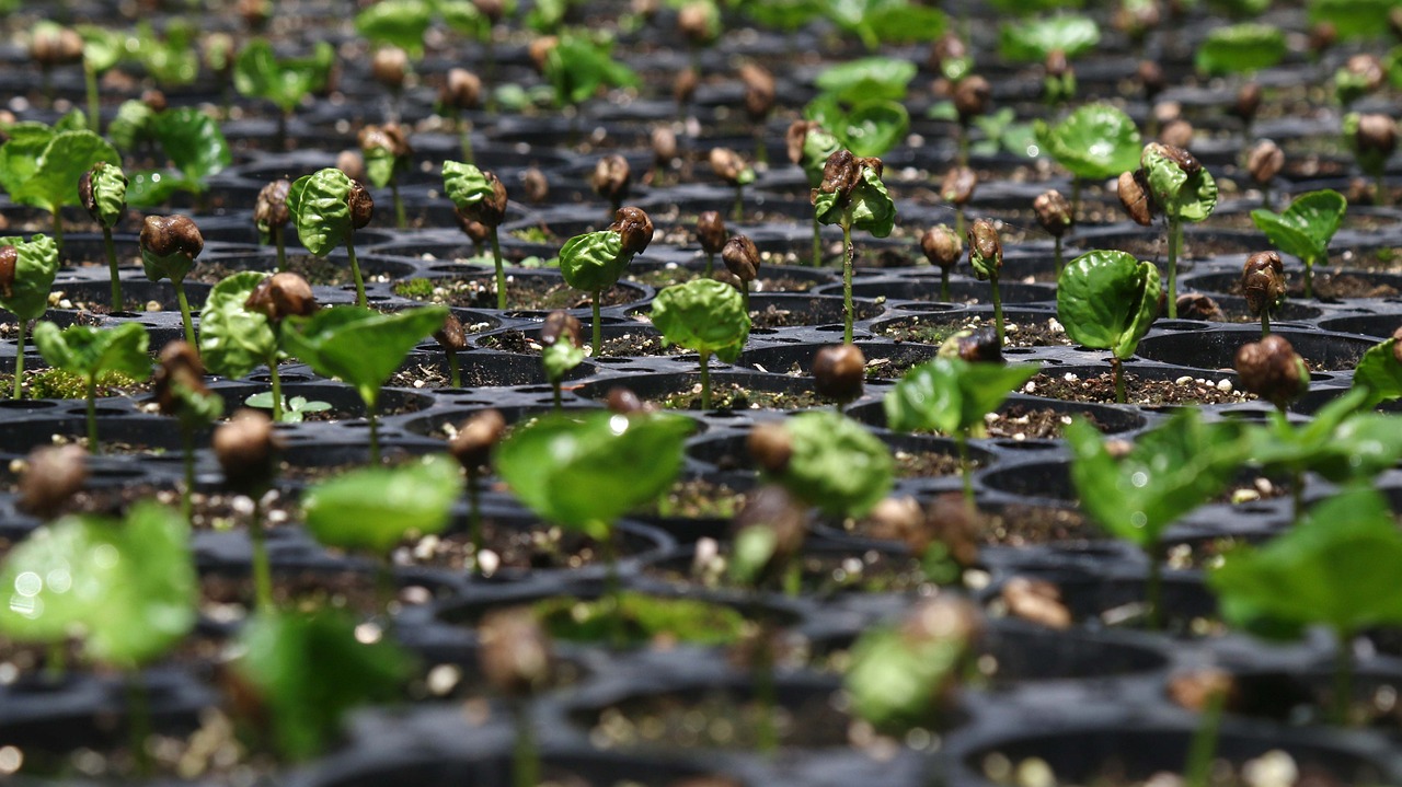 How to Practice Seed Saving in an Eco-Friendly Way?